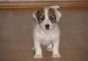 Щенки джек рассел терьера превью 546603.