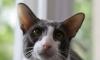 Ориентальный кот превью 546752.