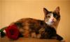 В дар  кошка-трехцветка Роксана превью 547491.