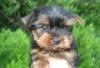  Йоркширский терьер очаровательные щенки! превью 540852.