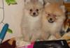 Шпиц немецкий карликовый,померанский -девочка превью 540867.
