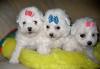 Бишон болонский - болонез щенки превью 548667.