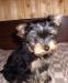 Щенки йоркширского терьера превью 540937.