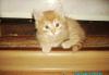 Котята  домашние  рыжие превью 540950.