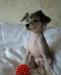 Щенки Китайской Хохлатой собачки. Недорого превью 549065.