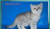 Превью Британские котята  из питомника Daryacats Москва - 4
