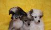 Щенок китайской хохлатой превью 549842.