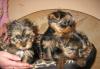 Продам щенков йоркширского терьера превью 551133.
