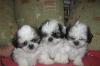 Щенки ши-тцу превью 551619.