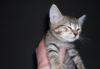Превью Отдам котят в хорошие руки Кострома - 1