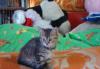 Отдам котенка в хорошие руки превью 552084.