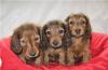 Чудесные щенки миниатюрной таксы д/ш превью 552327.