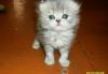 Котята превью 552417.