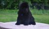 Ньюфаундленд, щенки черного окраса превью 552657.