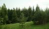 Превью Продаю 8 элитных лесных участков (сосна, ель) у Ок Москва - 2