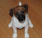 Превью Прелестный щенок Джек Рассел терьер Нижний Новгород - 1