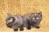 Превью Котята Королев - 1