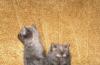 Превью Котята Королев - 2