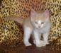 Очаровательный котенок ищет дом превью 555091.
