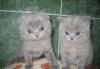 Британские голубые котята превью 555556.