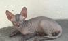 Кошечка донского сфинкса превью 555563.