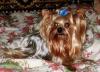 Йоркширский терьер  кобель предлагаем для вязок превью 555657.