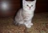 Шотландские  котята превью 555697.