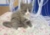 Кошечка 2 месяца в дар превью 556479.