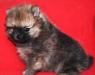 Щенки Померанского шпица.2 месяца.с докумен превью 556509.