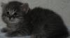 Отдам в добрые руки котят превью 556632.