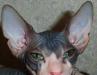 Донской сфинкс. Кошечка-инопланетянка для Вас превью 557295.