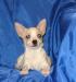 Чихуа-хуа малыш 2,5 мес (чихуахуа) превью 557739.