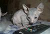 Котята донского сфинкса превью 558058.