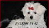 Мальтезе очаровательные щенки на продажу превью 558143.