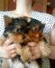 Щенки йоркширского терьера превью 558158.