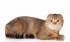 Шотландский вислоухий кот приглашает на вязку превью 558164.