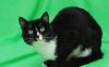 Феликс - молоденький кот с легким характером превью 558501.