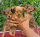 Щенки миниатюрных пород по летним ценам превью 558642.