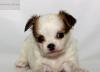 Белый с рыжим дш чихуа из питомника превью 558891.