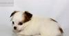 Превью Белый с рыжим дш чихуа из питомника Москва - 3