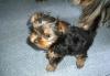 Щенки йоркширского терьера превью 558949.