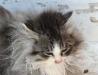 Пуша - метис сибиряка 5 месяцев  в дар превью 559111.
