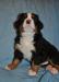 Щенок бернского зенненхунда превью 559177.