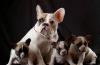 Элитные щенки фр.бульдога внуки ИнтерчемпионаПрод превью 559257.