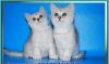 Превью Британские котята  из питомника Daryacats Москва - 4