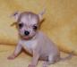 Щенка чихуахуа Шоу класс превью 559450.