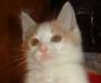 Котенок Сенька (2 мес) - рыже-белый чудо-малыш превью 559561.