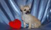 Щенки чихуахуа от 13000 руб превью 559705.