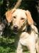 Метис эстонской гончей Жёлтый в дар превью 559729.