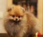 Шпиц, маленький медвежонок. Мальчики и девочки превью 559905.